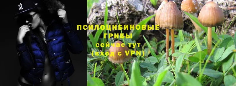 Псилоцибиновые грибы MAGIC MUSHROOMS  Похвистнево 